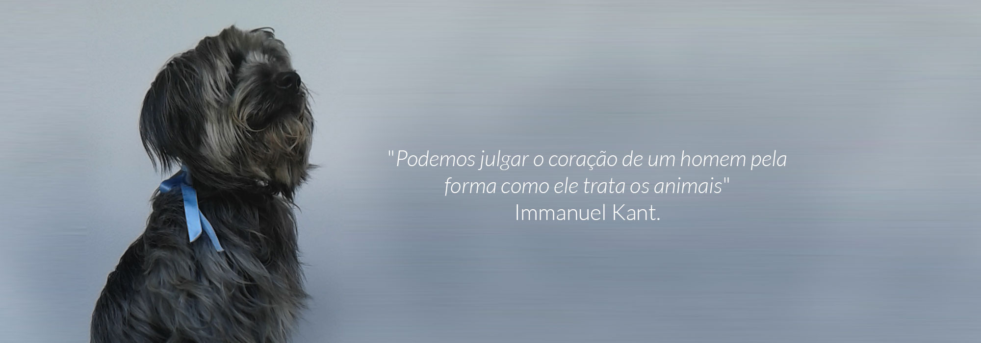 Cão Nanu da Covelovet