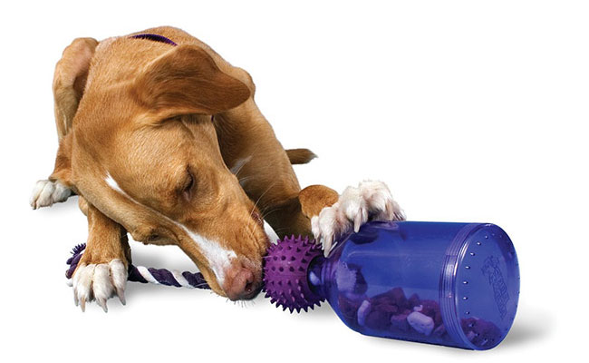 Cão Com Brinquedo Interactivo